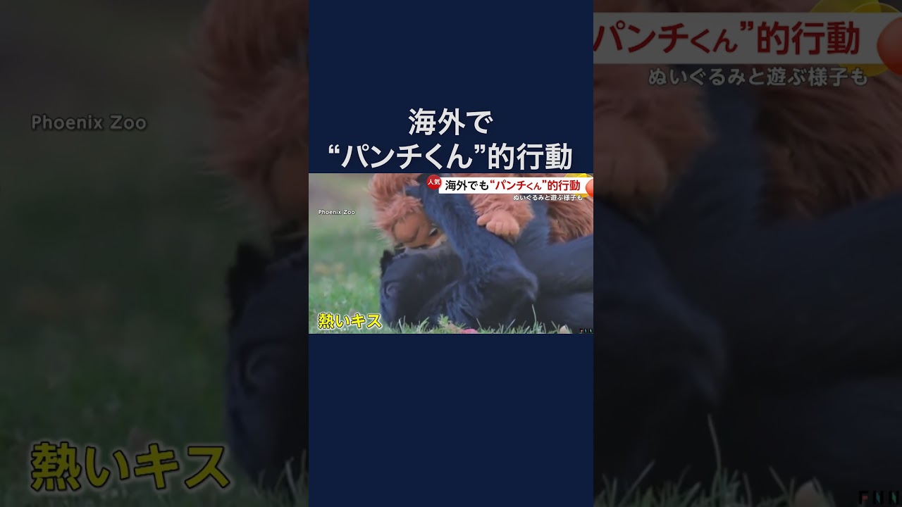 パンチくん海外でも話題　フクロテナガザル・ゴリラにぬいぐるみ与えてみたら… アメリカ　#shorts img